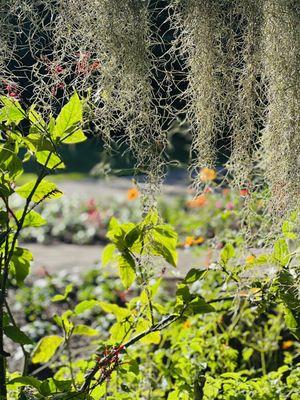 Mounts Botanical Garden by null