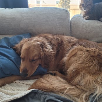 DogDayz - Pet Sitting Near Me - Noblesville, Indiana