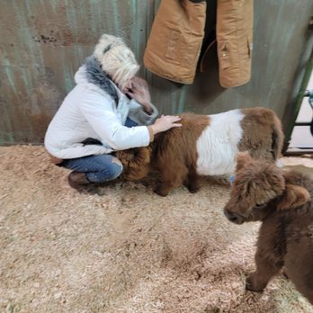 Bougie Cattle Company - Petting Zoos Near Me - Apple Valley, California