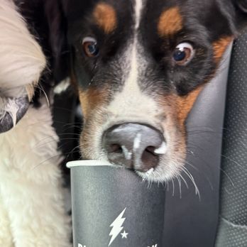 Black Rock Coffee Bar - Pup cup - Coffee & Tea Near Me - Oceanside, California