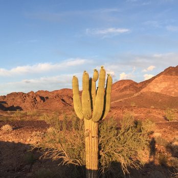 Western Flooring - a cactus in the desert - Flooring Near Me - Santee, California