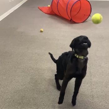 Paws and Claws Pet Resort - Fetch!!!! - Pet Boarding Near Me - Bakersfield, California