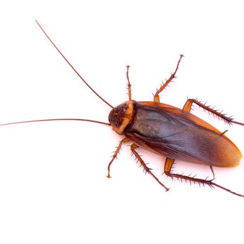 Alta Pest Control - Pest Control Near Me - Auburn, Washington Alta Pest Control - Pest Control Near Me - Auburn, Washington