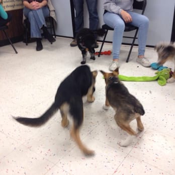 Petco - Puppy playtime! - Pet Stores Near Me - Victorville, California