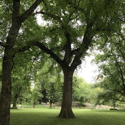 Urban Edge Forest Therapy