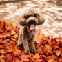 Photo of Posh Pooch