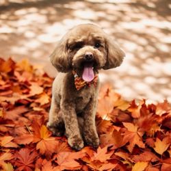 Posh Pooch - Ruby Tuesday - Autumn leaves