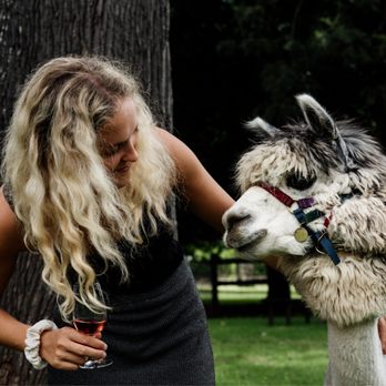 Pineapple Tours - Alpacas and wine tasting tours - Wine Tours Near Me - Surfers Paradise, QLD Pineapple Tours - Alpacas and wine tasting tours - Wine Tours Near Me - Surfers Paradise, QLD