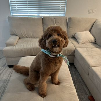 Leashes Pet Salon - still the cutest dog in the world - Pet Groomers Near Me - North Las Vegas, Nevada Leashes Pet Salon - still the cutest dog in the world - Pet Groomers Near Me - North Las Vegas, Nevada