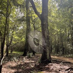 Charlie Elliott Wildlife Center - Only managed to have one spider hit me in the face on my walk lol I usually wear a hat to avoid them