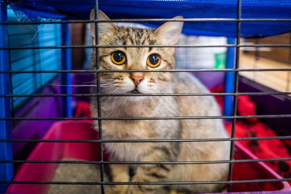 Millington Animal Hospital 4637 Navy Rd Millington Tn Veterinarians Mapquest