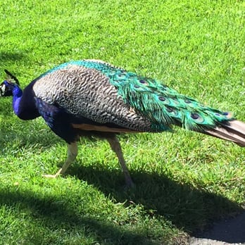 Beacon Hill Park - Peacocks in the park - Parks Near Me - Victoria, British Columbia