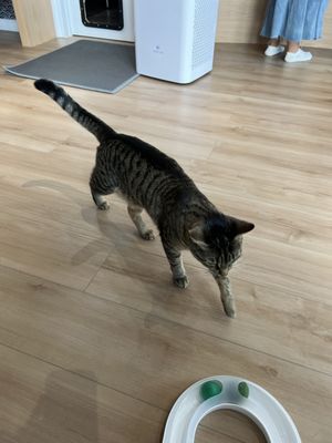 Kokoro Cat Café by null