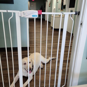 SiD's Grooming & More - A dog getting groomed. - Pet Groomers Near Me - Santa Fe, Texas
