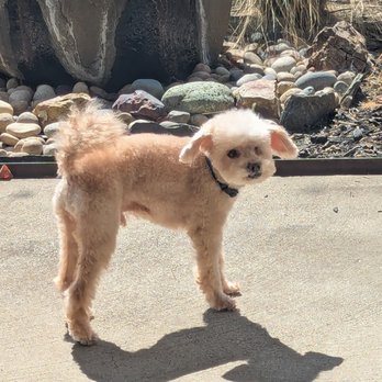 Eagle Mobile Pet Grooming - Jack's face is deformed - he's crooked and has only one eye. Thiago grooms him so that all his natural cuteness can shine! - Pet Groomers Near Me