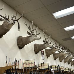 Cabela's - Interesting deer heads