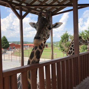 Bright's Zoo - Zoos Near Me - Limestone, Tennessee