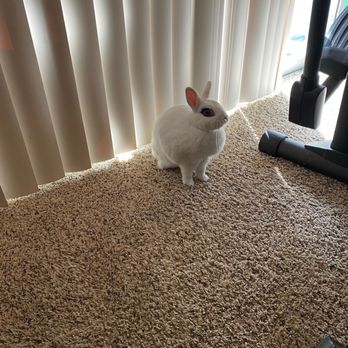Ally McPets - Bunnies - Pet Sitting Near Me - Torrance, California