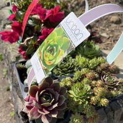 Ace Fix-It Hardware - Chick & hen Succulents