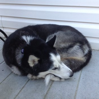 Husky House - Zakoya - Community Service/Non-Profit Near Me - Matawan, New Jersey