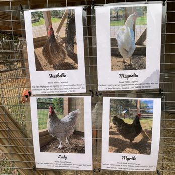 The Botanic Garden - Chicken biographies - Botanical Gardens Near Me - Stillwater, Oklahoma The Botanic Garden - Chicken biographies - Botanical Gardens Near Me - Stillwater, Oklahoma