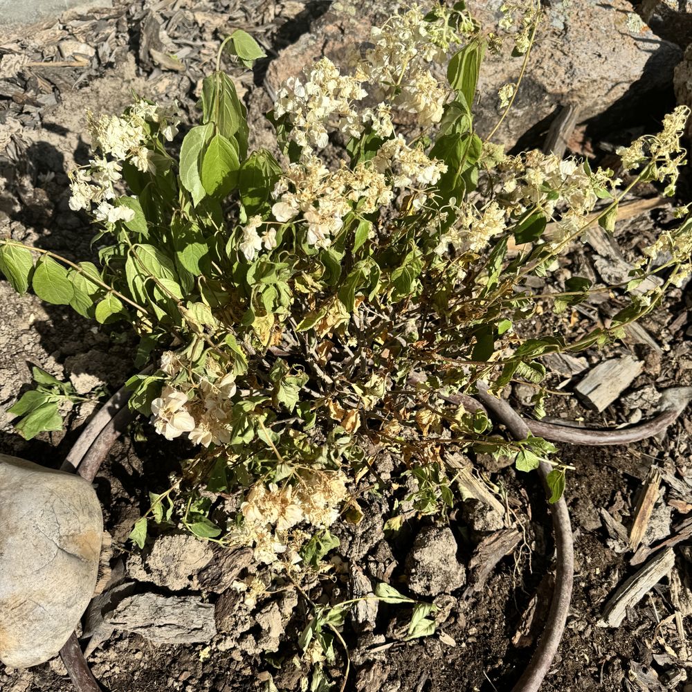 Salmon Ace Hardware - Strawberry hydrangea from Ace Hardware in Salmon Idaho that died two weeks after being planted. They Refused to warranty or refund - Hardware Stores Near Me - Salmon, Idaho Salmon Ace Hardware - Strawberry hydrangea from Ace Hardware in Salmon Idaho that died two weeks after being planted. They Refused to warranty or refund - Hardware Stores Near Me - Salmon, Idaho