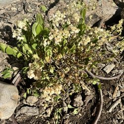 Salmon Ace Hardware - Strawberry hydrangea from Ace Hardware in Salmon Idaho that died two weeks after being planted. They Refused to warranty or refund
