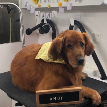 Dirty Dog Solutions - Pet Groomers Near Me