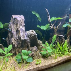 XL dragon scale rock added to planted community aquarium
