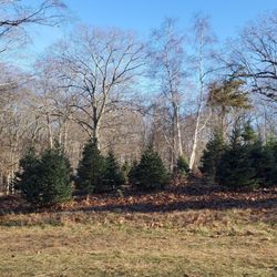 Charlie Brown's Christmas Tree Farm
