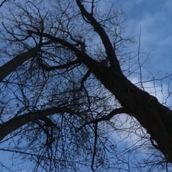 Blue Ox Tree Care of Indiana - Large Tulip Polar removed. Leaning into a silver maple towards two houses. Hazardous Removal
