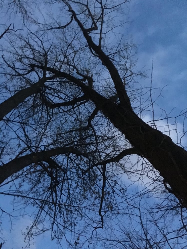 Blue Ox Tree Care of Indiana - tree service in Indianapolis, IN