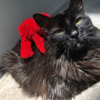 traveling cat groomer