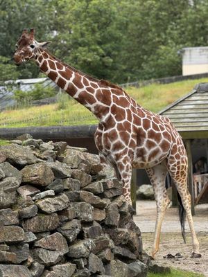 ARTIS by null