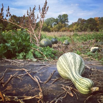 Pickin' Patch - Farmers Market Near Me - Avon, Connecticut