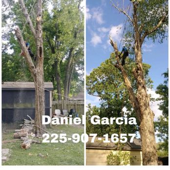 Garcia Tree Experts - Tree Services Near Me - Baton Rouge, Louisiana
