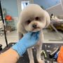 Photo of Super iDog Grooming