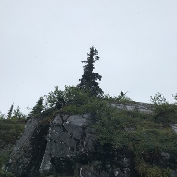 Paddlers' Realm - Bald eagle Ryan pointed out! He was always on the watch for wildlife - Rafting/Kayaking Near Me - Whittier, Alaska