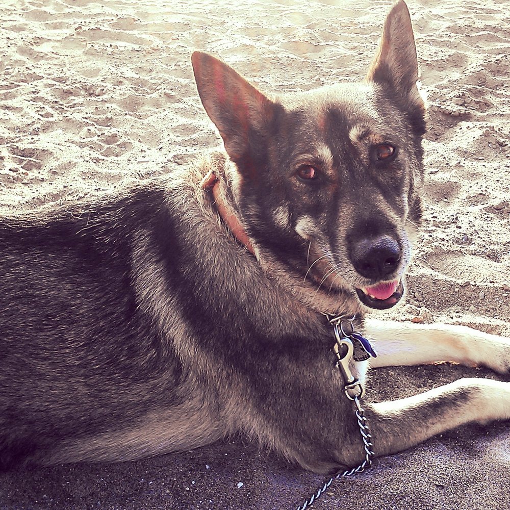 Humane Animal Rescue - The beast at the beach. - Animal Shelters Near Me - Pittsburgh, Pennsylvania