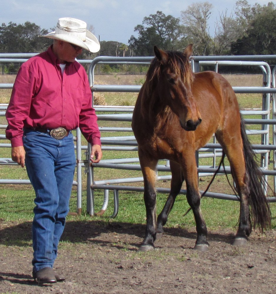 Bolo Hunt - Real Time Horsemanship - equestrian in Lakeland, FL