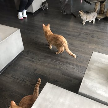 The Catcade - Inside - Animal Shelters Near Me - Chicago, Illinois
