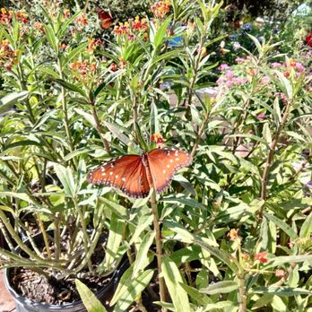 The Greener Thumb Landscaping - Butterfly gardens - Landscaping Near Me The Greener Thumb Landscaping - Butterfly gardens - Landscaping Near Me