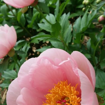 Lauritzen Gardens - Venues & Event Spaces Near Me - Omaha, Nebraska Lauritzen Gardens - Venues & Event Spaces Near Me - Omaha, Nebraska