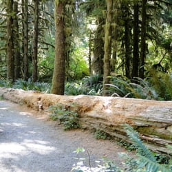 Camp Hayden - hoh rain forest