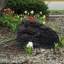 Jackson County Public Library - Sprng has sprung across from the Library.