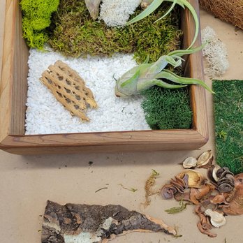 Fun With Plants - Zen Box Creation - Team Building Activities Near Me