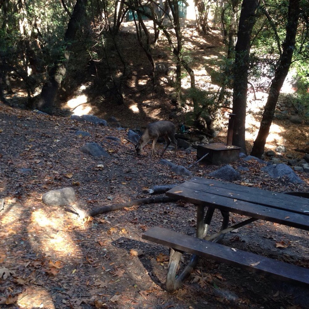 Santa Anita Canyon - Deer at spruce grove camp - Hiking Near Me Santa Anita Canyon - Deer at spruce grove camp - Hiking Near Me