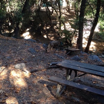 Santa Anita Canyon - Deer at spruce grove camp - Hiking Near Me Santa Anita Canyon - Deer at spruce grove camp - Hiking Near Me