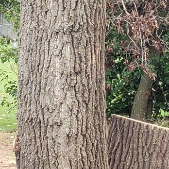 Griffin Tree Service - Multi trunk very large removal! - Tree Services Near Me - Bristow, Oklahoma