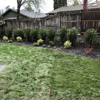 Grassroots Construction - After: sod, plants - Landscaping Near Me - Lake Oswego, Oregon